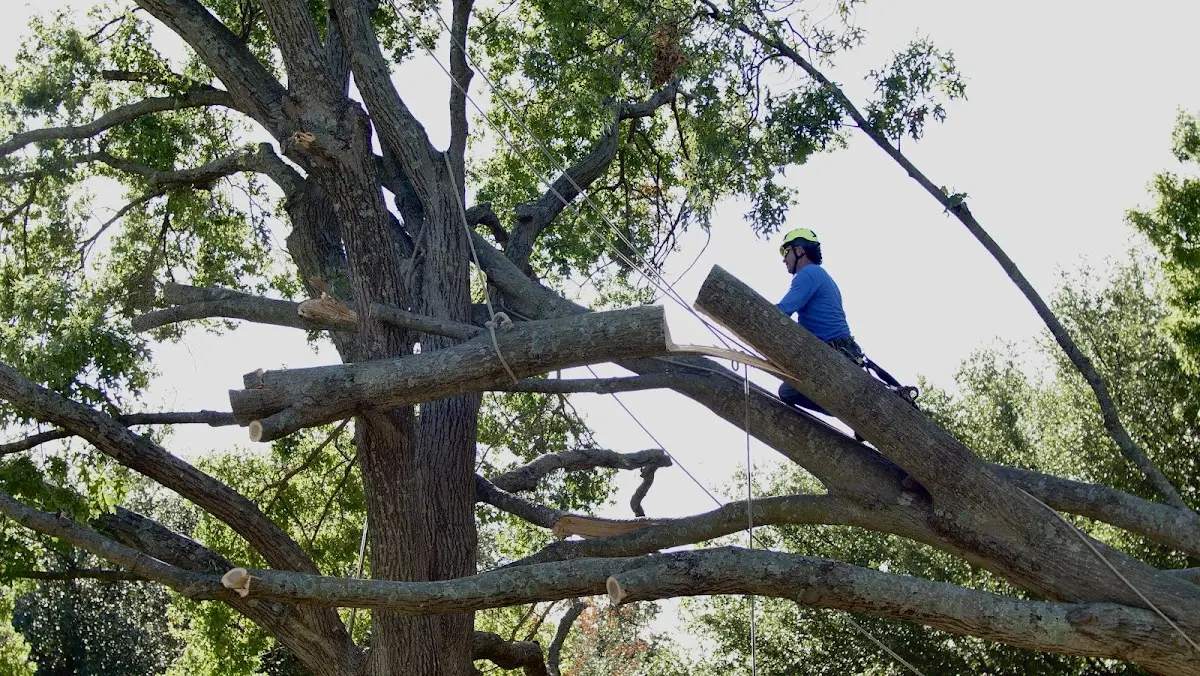 Professional Crown Thinning performed by certified arborists in Morrisdale
