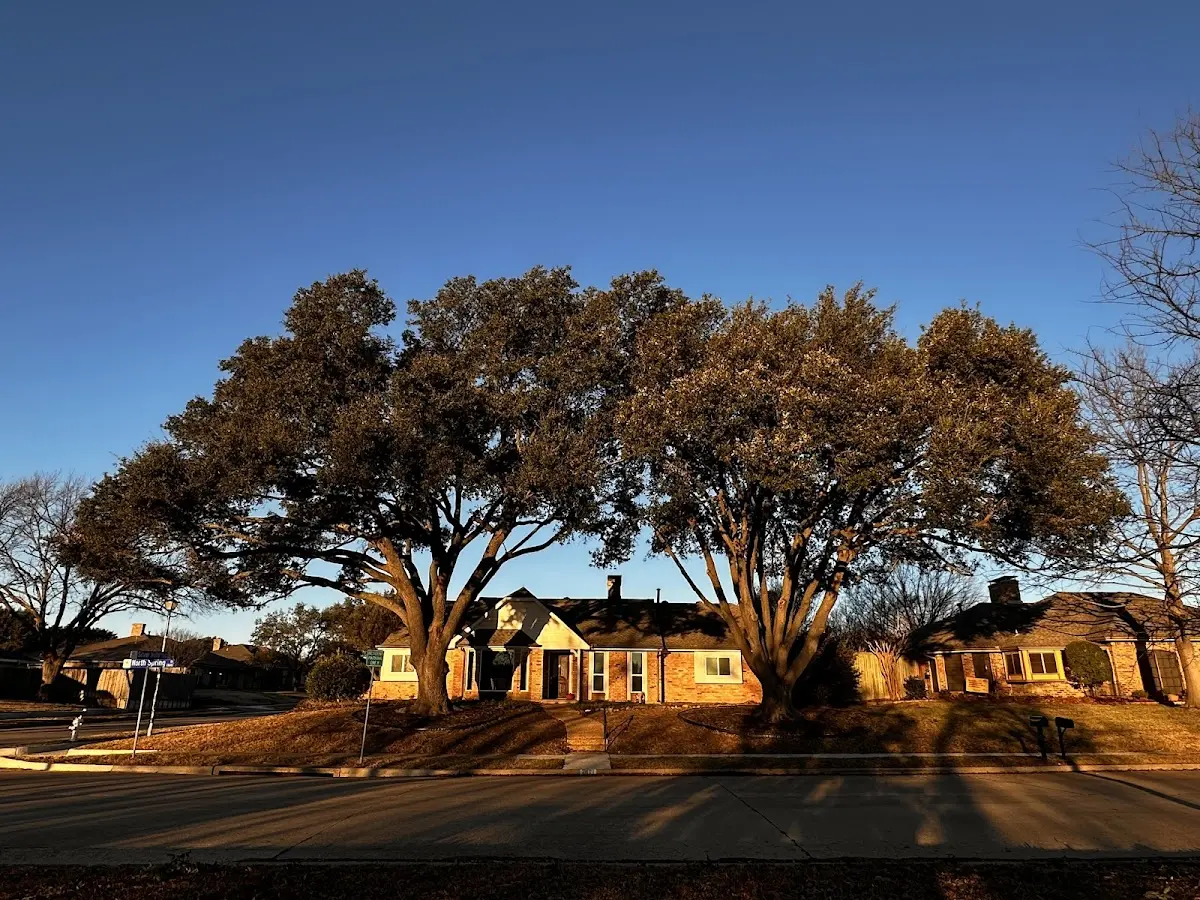 Established residential canopy tree shading a home in Morrisdale